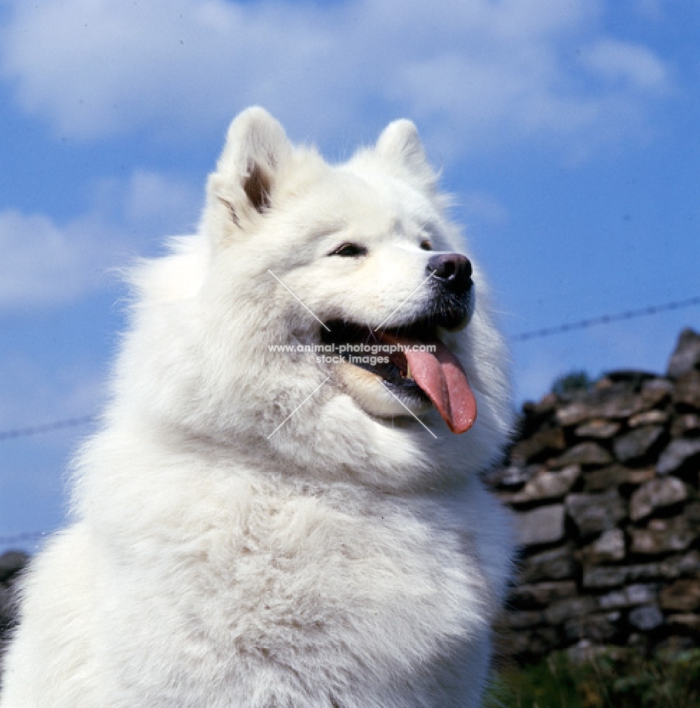 ch moya of silverlights,  portrait of samoyed against a stone wall and blue sky