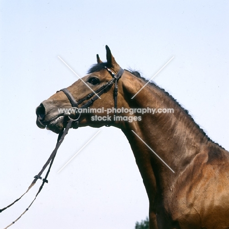 Albrant, Holstein stallion at Elmshorn, germany head and shoulders
