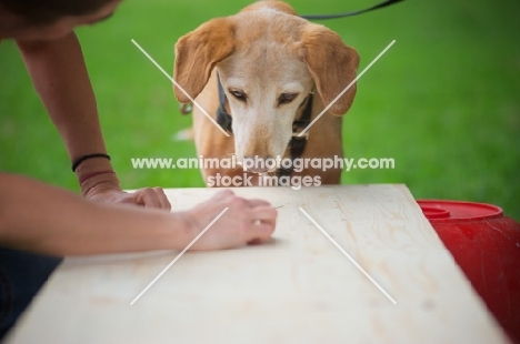 mongrel dog waiting for trainer to give treat while training