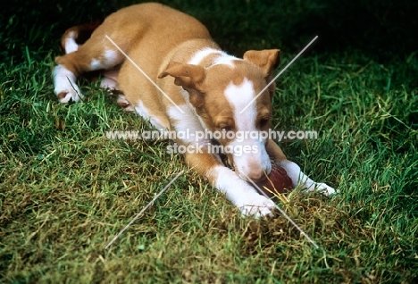 ibizan hound puppy lying down