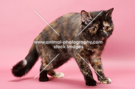 tortoiseshell Exotic Shorthair cat on pink background