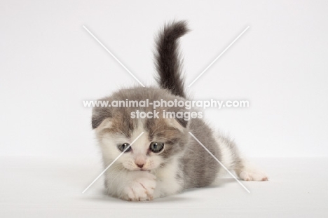 Blue Classic Tabby & White Scottish Fold kitten, resting