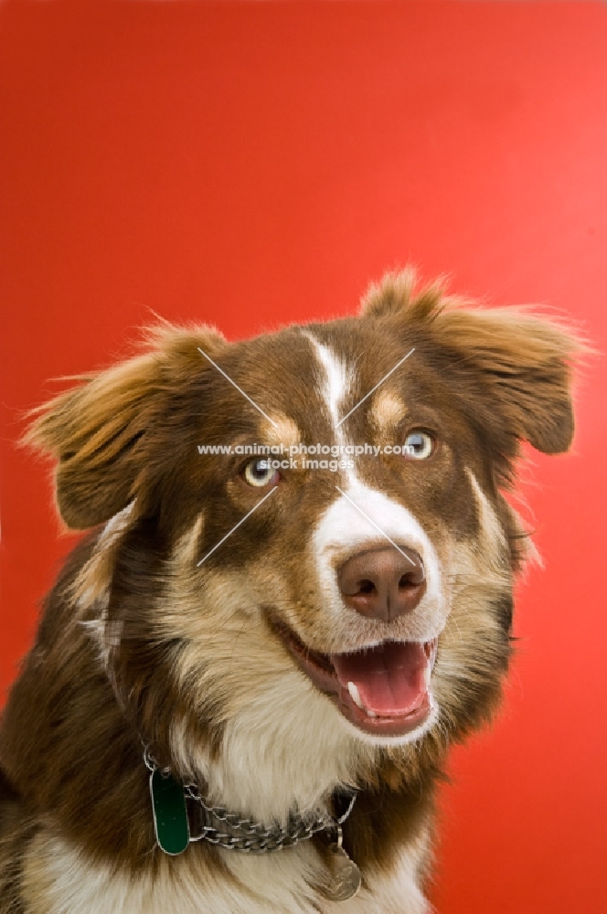 friendly border collie dog on a red background