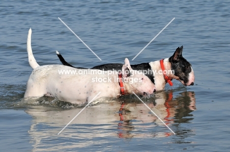 Bull Terrier in water