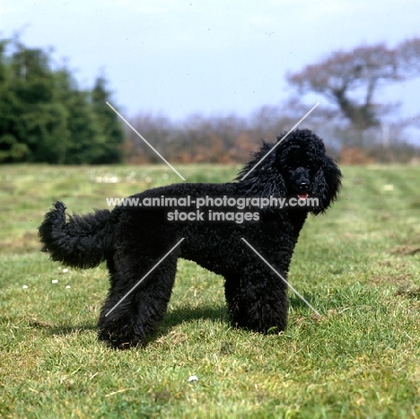undocked black miniature poodle, pet clip, with low tail carriage