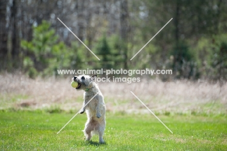 Wheaten Cairn terrier on grass catching tennis ball.