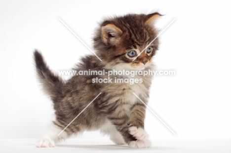 Brown Mackerel Tabby & White Maine Coon kitten, 1 month old