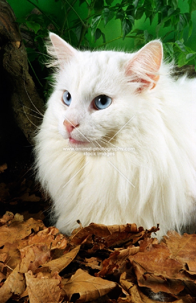 white Norwegian Forest cat lying down in woodland scene