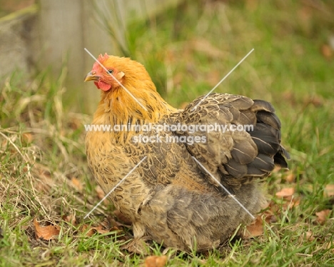 Bantam hen