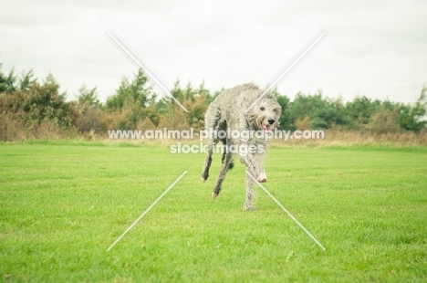 Deerhound running
