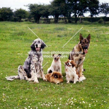 five dogs together