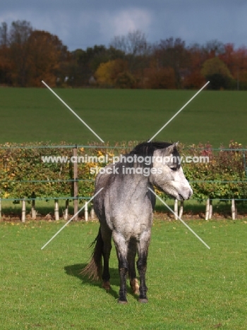 Welsh Mountain Pony, looking aside