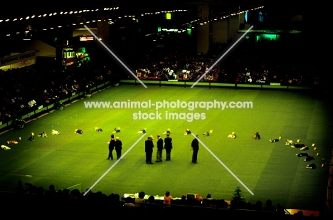 border collies and other breeds, obedience at crufts 1984, the long stay