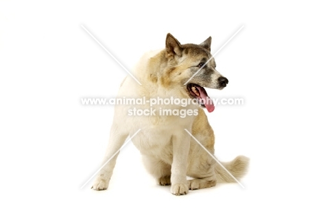 Large Akita dog sitting, looking to the side isolated on a white background