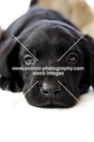 Black Labrador Puppy lying on a white background