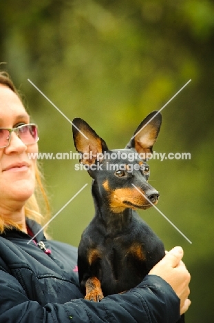 Miniature Pinscher with owner