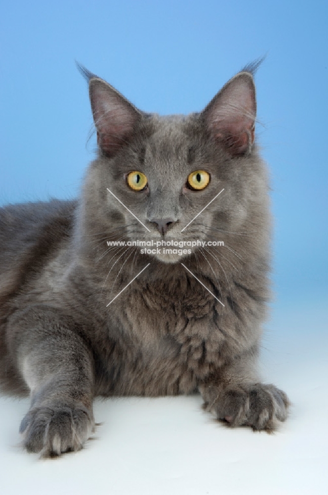 blue maine coon cat 