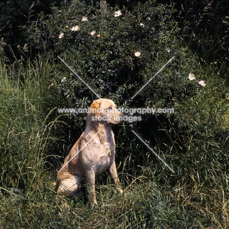 Labrador beside wild rose