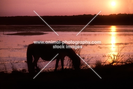 chincoteague pony on assateague island in sunset