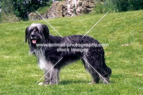 Waller, first Generation cross Briard-Australian Shepherd