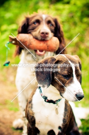 two mongrel dogs, one with dummy in mouth