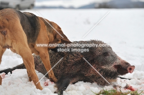 Bloodhound with European Wild Boar