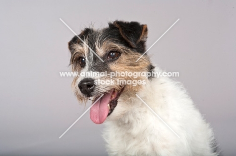 Jack Russell Terrier portrait, grey background