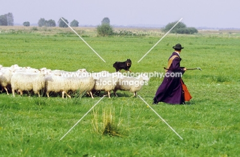 Altdeutsche Hutehund (aka Old German Sheepdog, Westerwalder) with sheep and shepherd