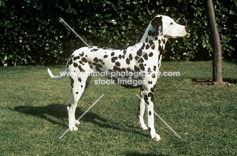 dalmatian side view