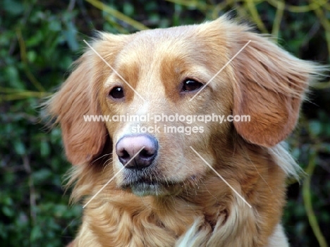 Nova Scotia Duck Tolling Retriever