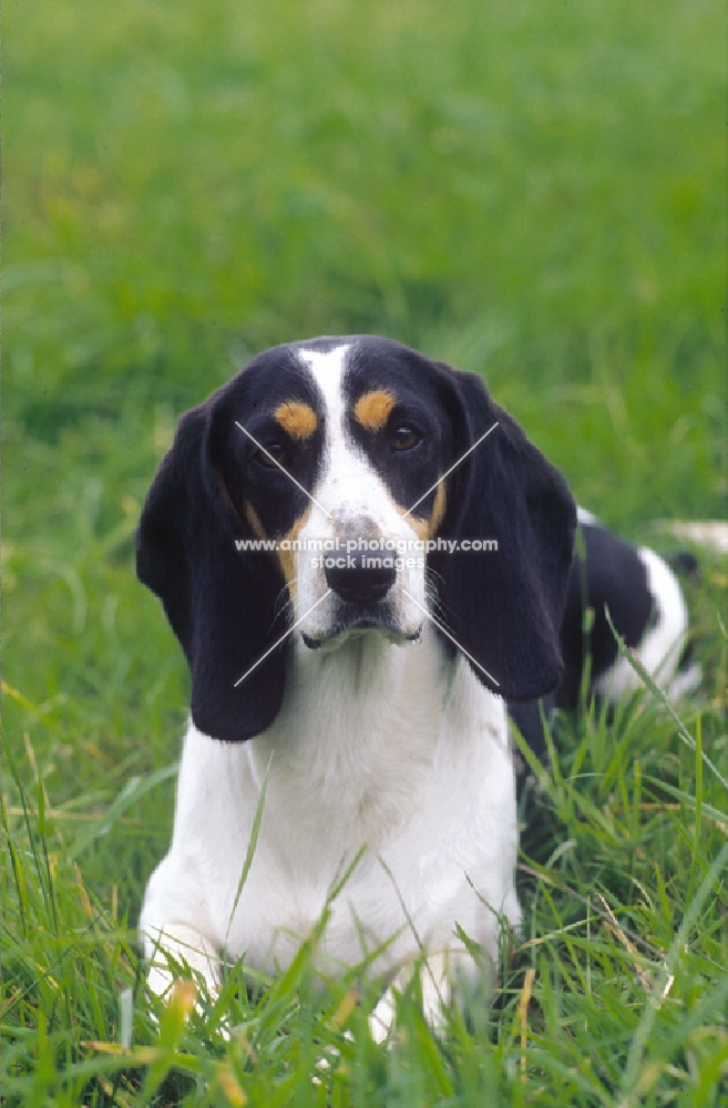 Berner Niederlaufhund