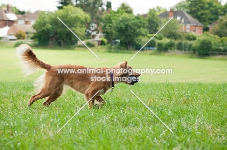 Nova Scotia Duck Tolling Retriever retrieving in field, side view