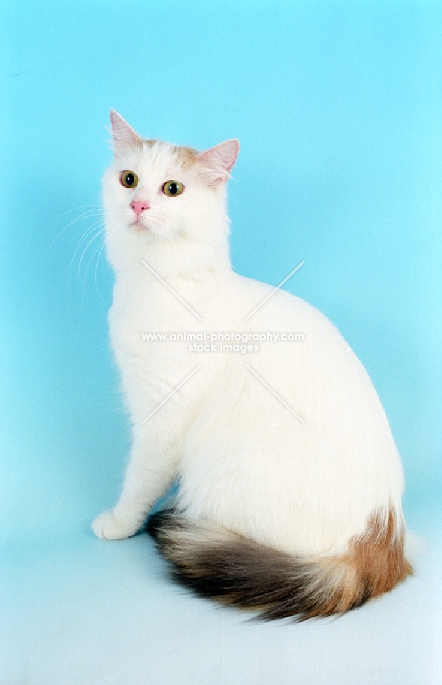 Turkish Van sitting down