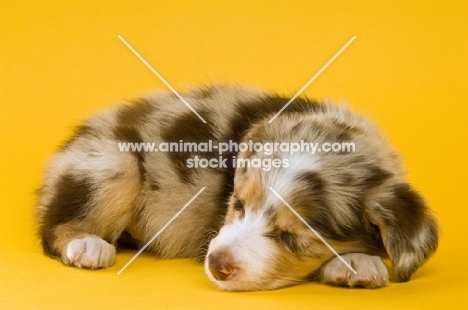 border collie puppy lying down isolated on a yellow background