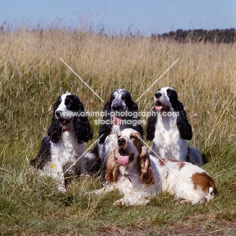 four english cocker spaniels sitting  in long grass on a hot day