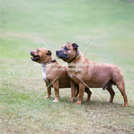 two staffordshire bull terriers standing on grass