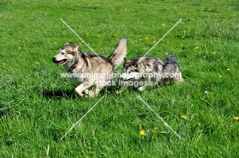 Alaskan Malamutes chasing