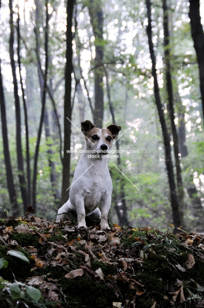 Jack Russell terrier sitting in forest, looking out