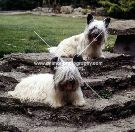 ch marjayn marcus, ch marjayn mona,  two skye terriers sitting on steps