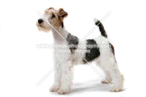 young wirehaired fox terrier