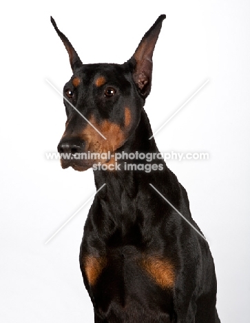 Dobermann in studio