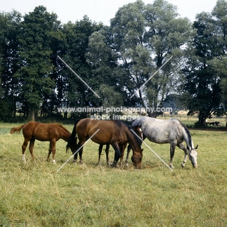 Wilka, mare with foal, Hanoverians grazing 