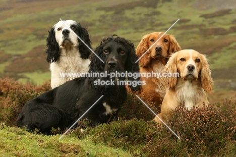 four cocker spaniels in the countryside