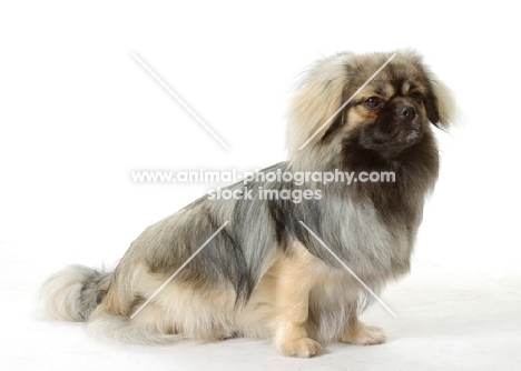 Silver Sable Tibetan Spaniel sitting down