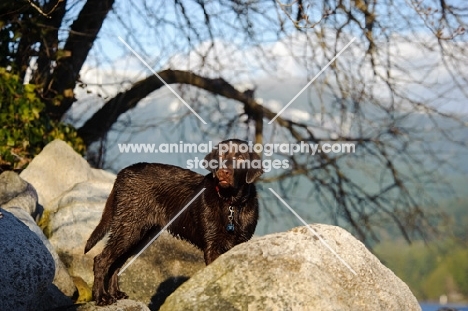 Chocolate Lab standing amongst rocks with tree branches and mountain as background. 