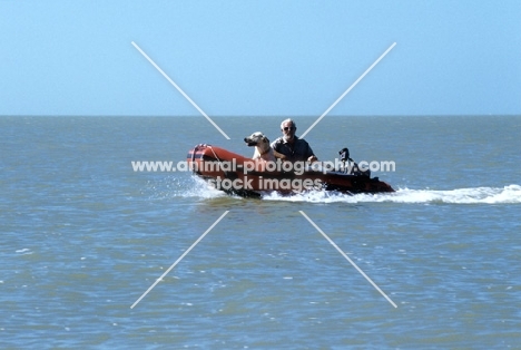 labrador in boat off florida usa