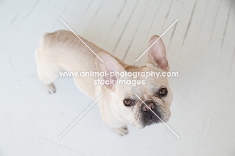 French bulldog on white wood floor, looking up at camera.