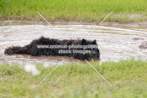 old german sheepdog cooling down after work