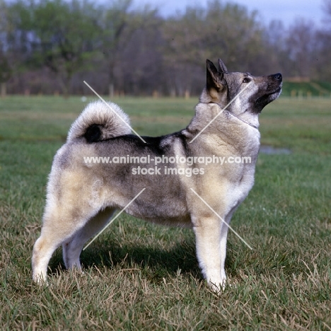  am ch eagle's celestial charm norwegian elkhound standing in a field