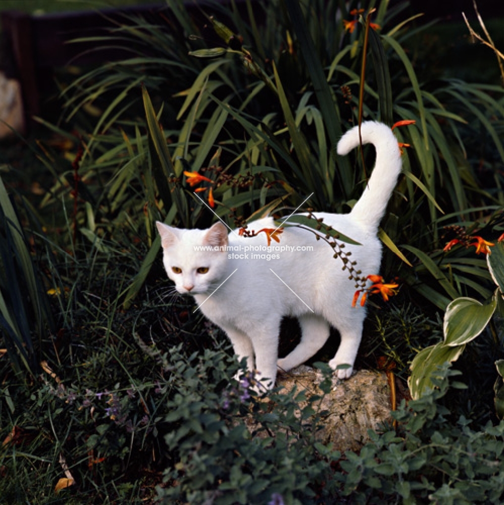 ch dellswood saint, orange eyed white short hair cat prowling in a garden